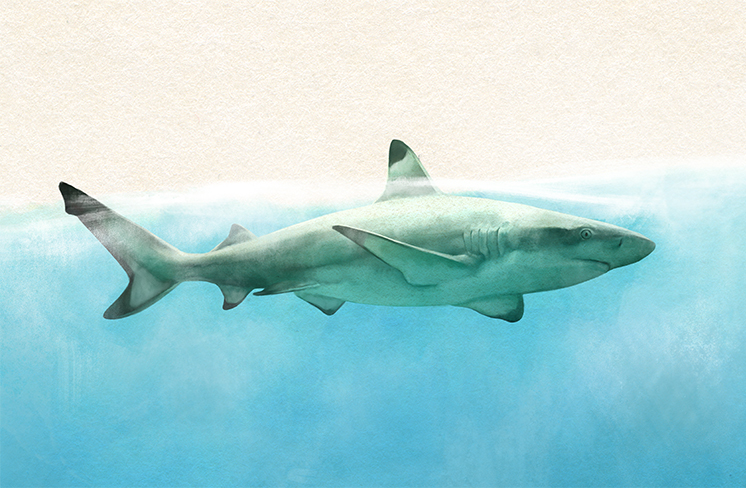 shark
