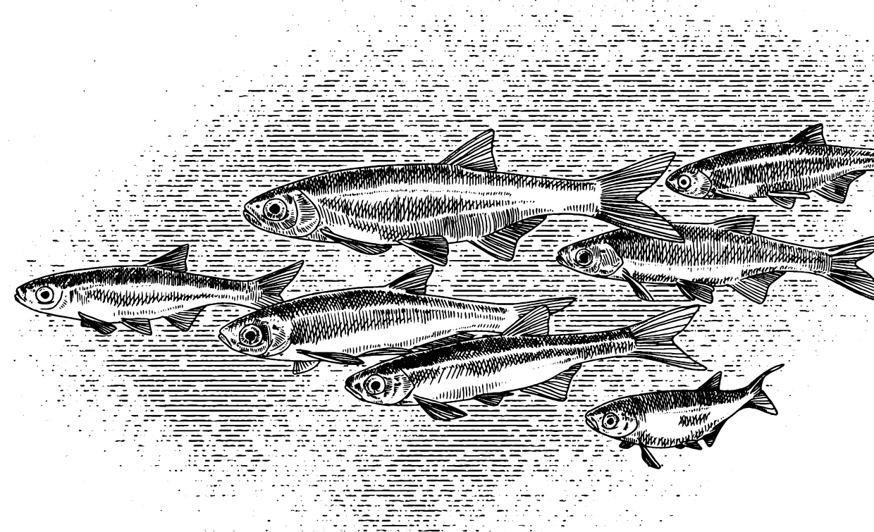 naturillustration natur etching gran kotte löja
