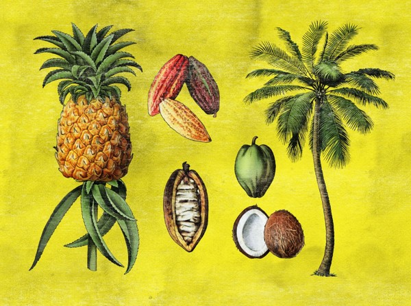 coconut pineapple SIA ice cream packaging kokos ananas frukt palm glass