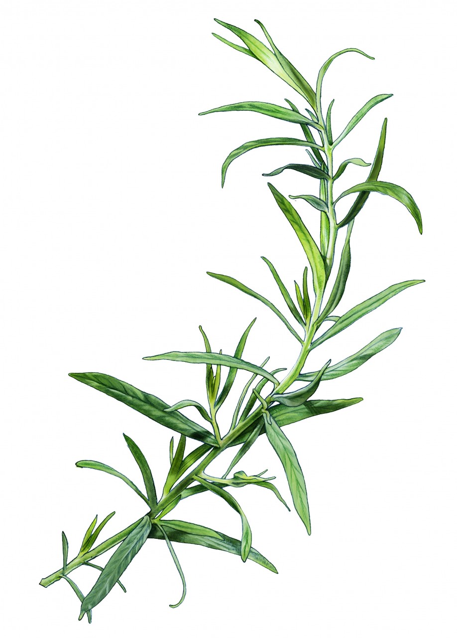 Dragon tarragon spice for a pacage with ham