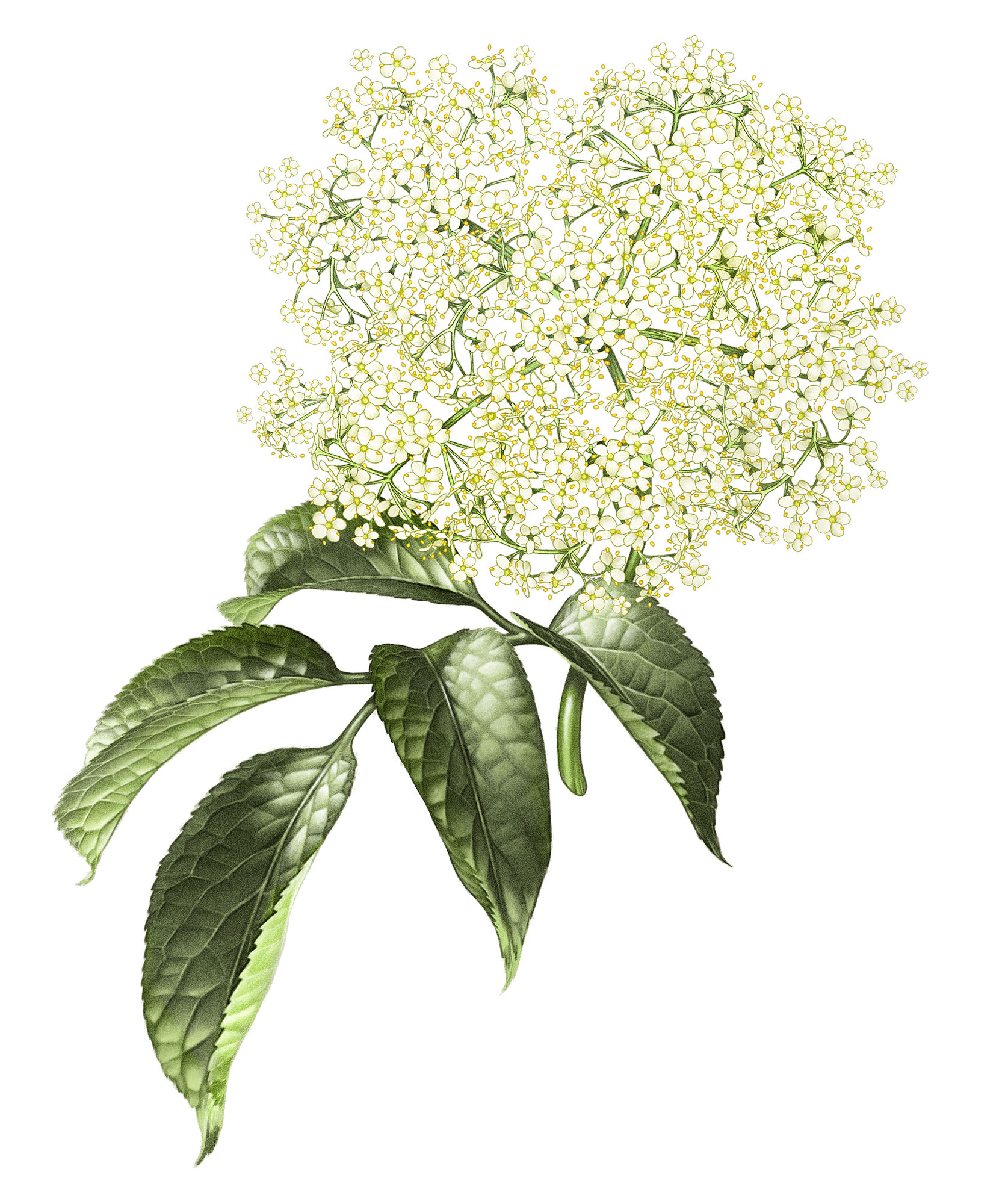 Hallands fläder Elderberry