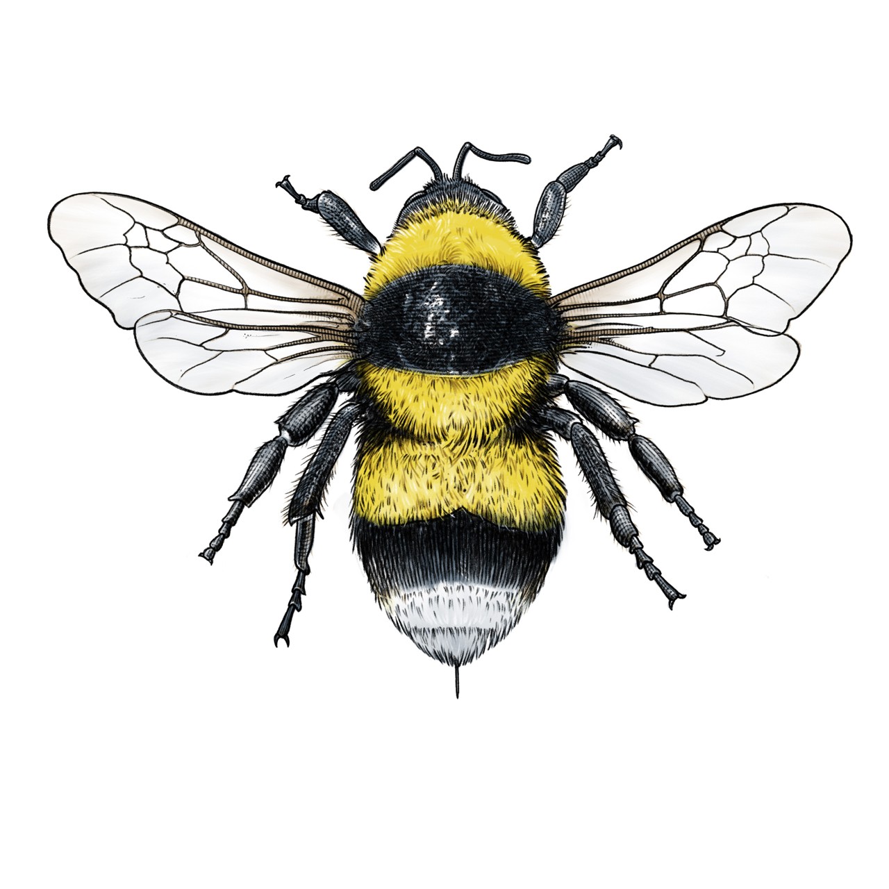 Large garden bumblebee for Rörstrand and Prince Carl Philip series of decorative porcelain. Fälthumla insekt bi humla