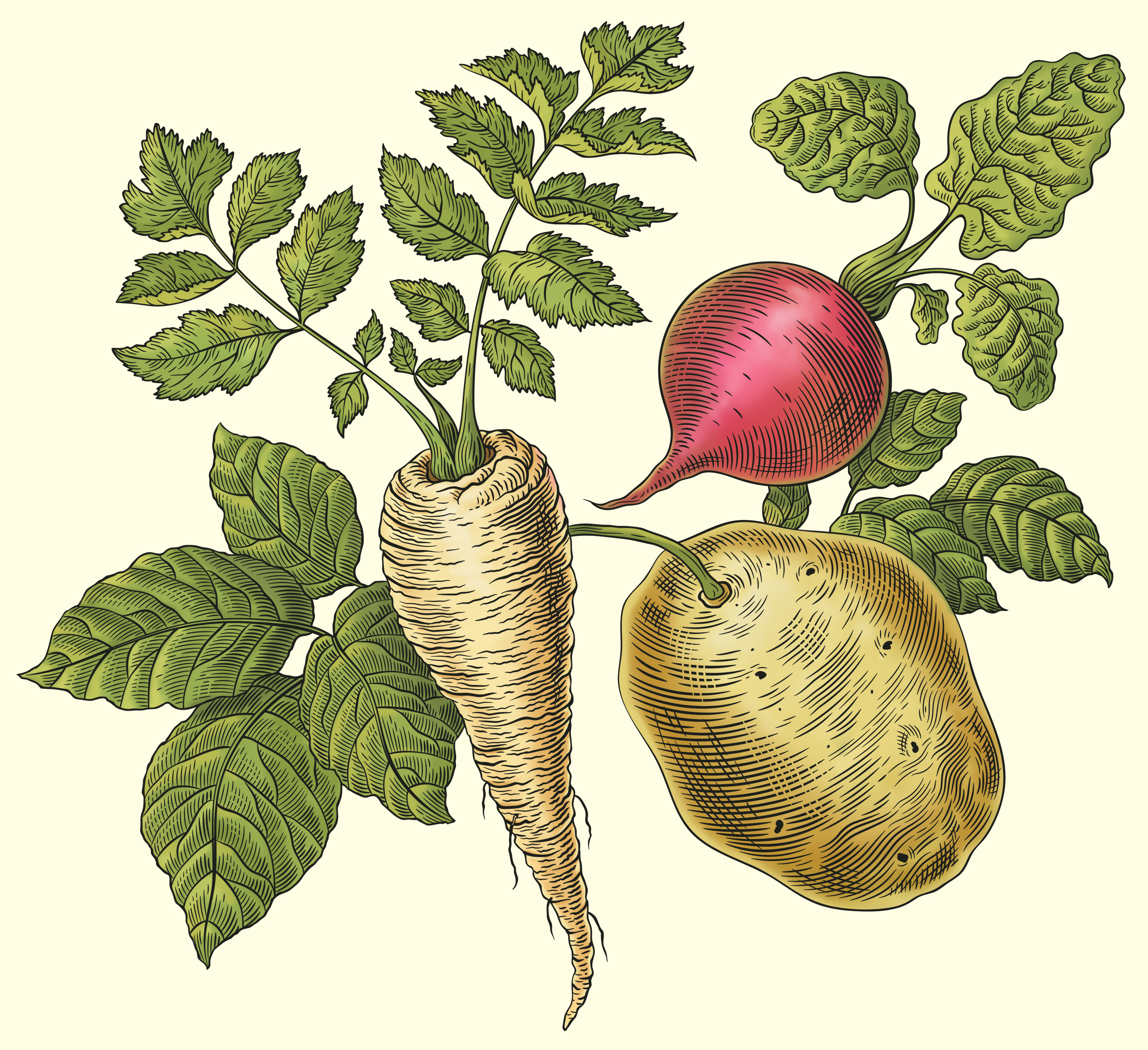 Illustrationer för förpackning förställande potatisar och chips..
