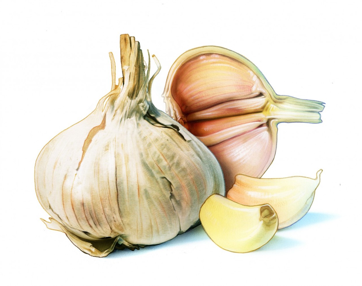 Garlic spice for posten frimärke stamp vitlök klyfta krydda