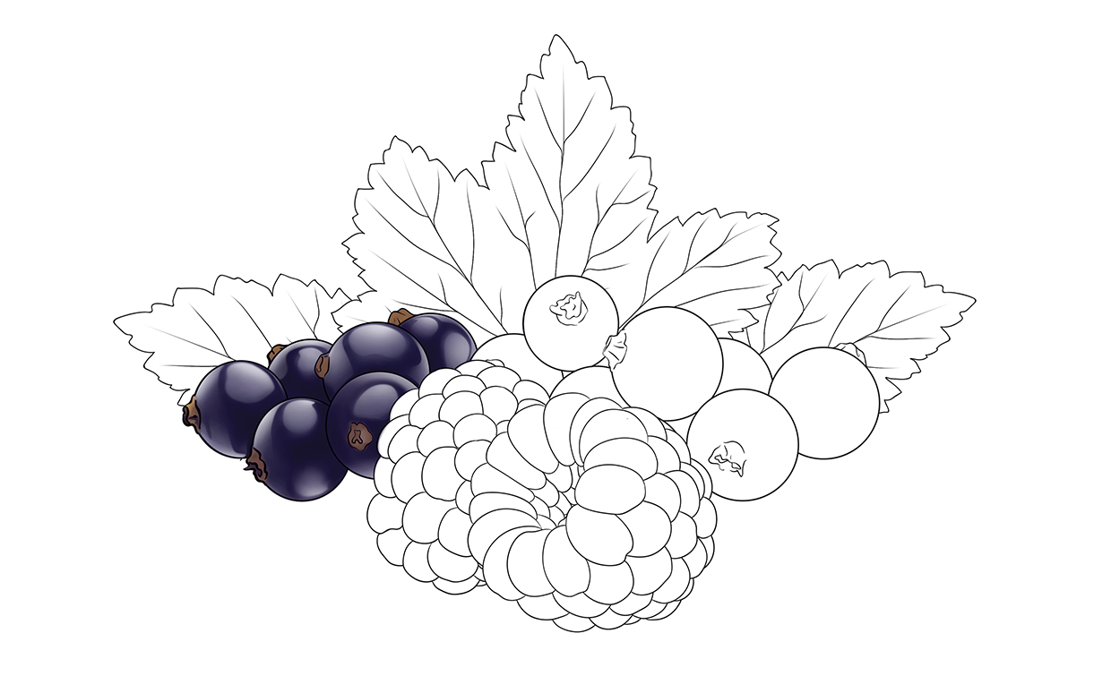 Hallon svartvinbär nature bär berry raspberry package design 