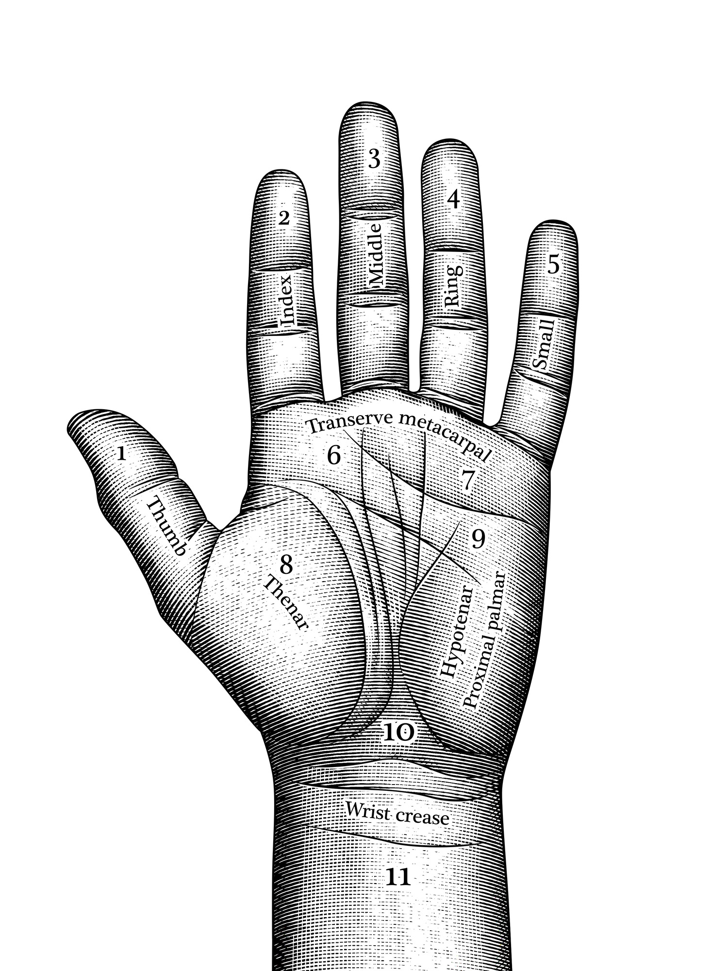 A hand drawn with etching style, with medical engraving. For atlas copco tool to avoid workwries. Spådom hand gravyr träsnitt etsning