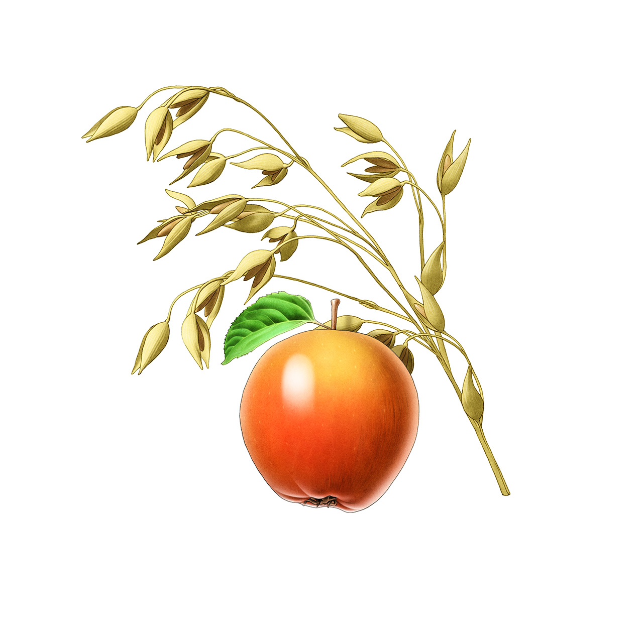 bread packaging illustration to the gluten-free bread. Havre oat apple flavor, with broad beans.