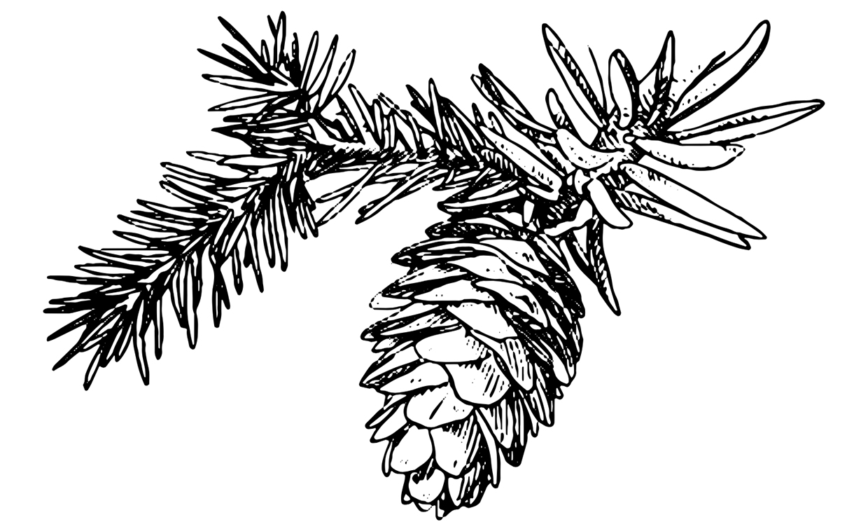 naturillustration natur etching gran kotte