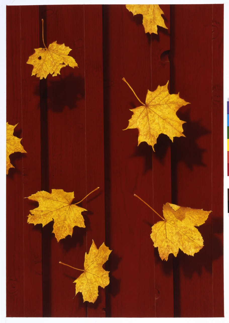 Red wall with yellow autumn leaf faluröd vägg med löv blad höst