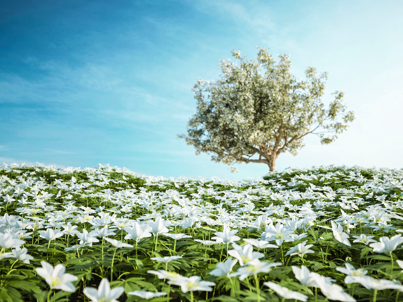 backgrounds to IF website with different seasons spring summer autumn and winter vitsippor badstrand badboll sand snö gräs äpplen sommar höst vinter vår snö björk blad löv träd grenar badboll äpplen gräs 