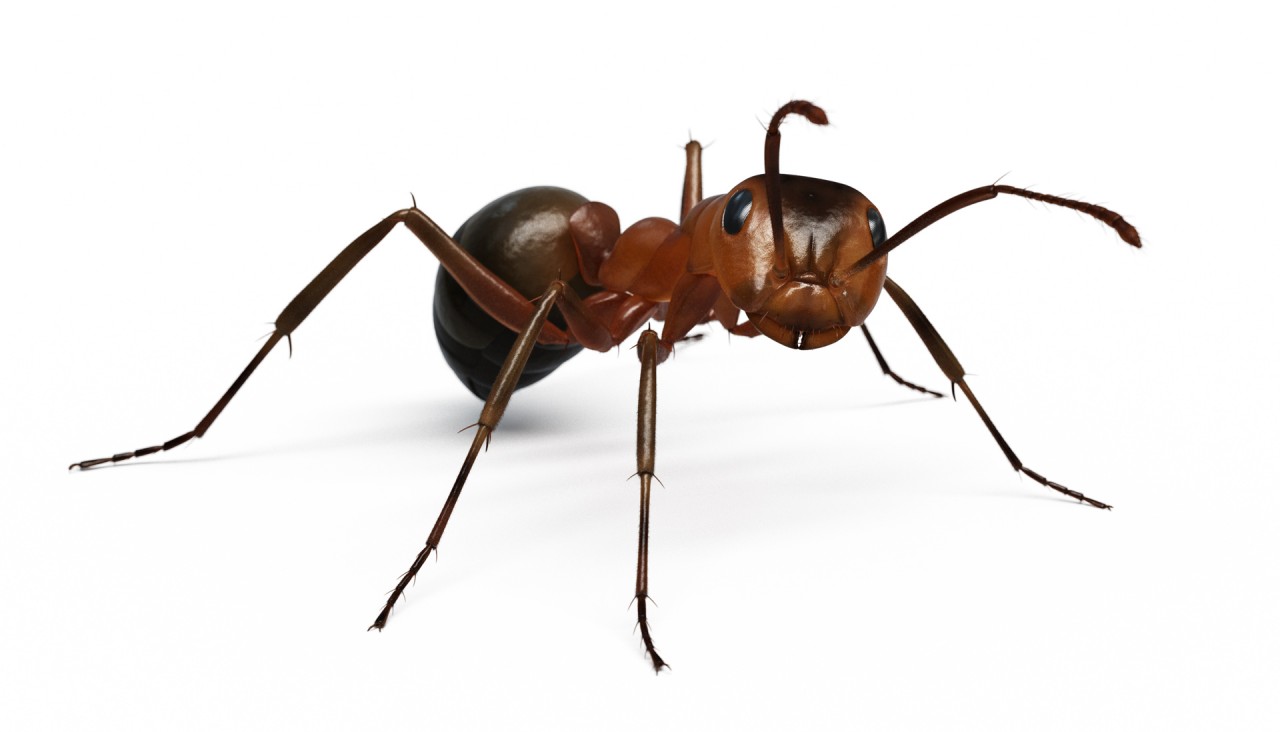 Ants for Intrum Justitia with insect Formicidae leaf stone myra insekt bladskärarmyror