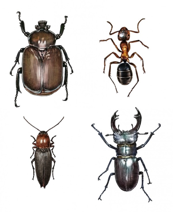 Black bug a ground beetle Svart skalbagge jordlöpare eller boksogslöpare Carabus intricatus insect insekter läderbagge myra ant knäppare ekoxe