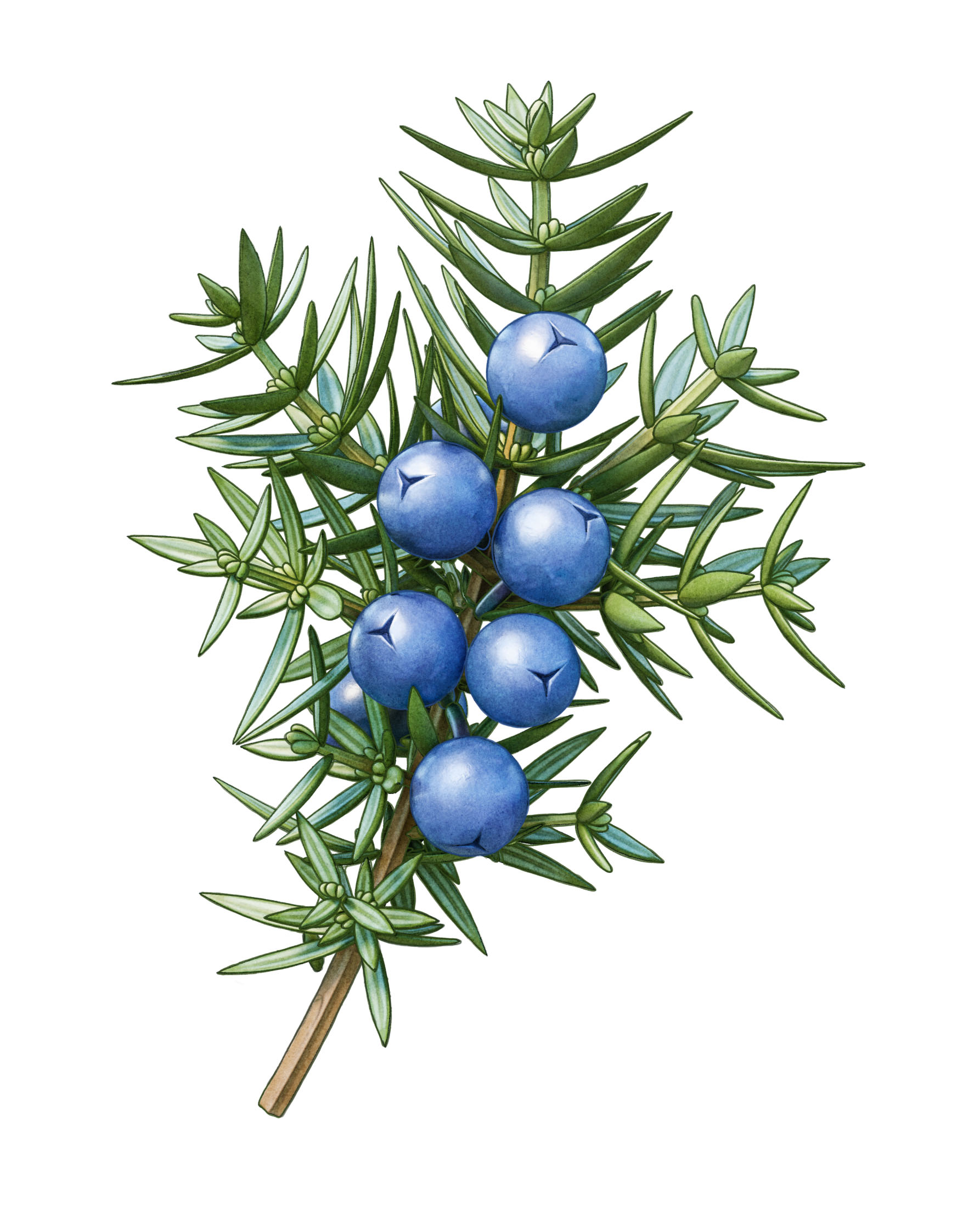 A juniper branch for gin and vodka label enbär kvist