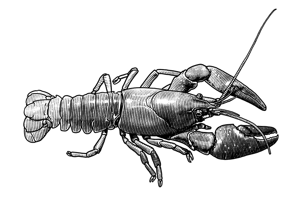 Canker for falkeskogs fiskar kräfta skaldjur 