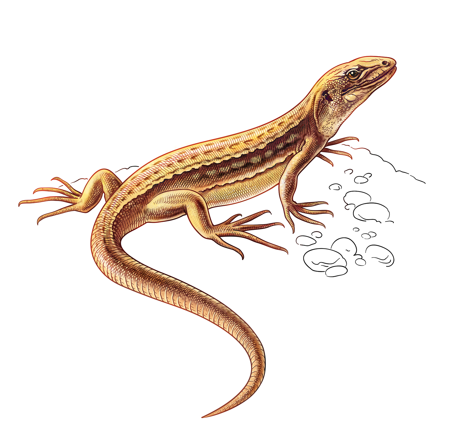 ödla, wine, ecological, lizard