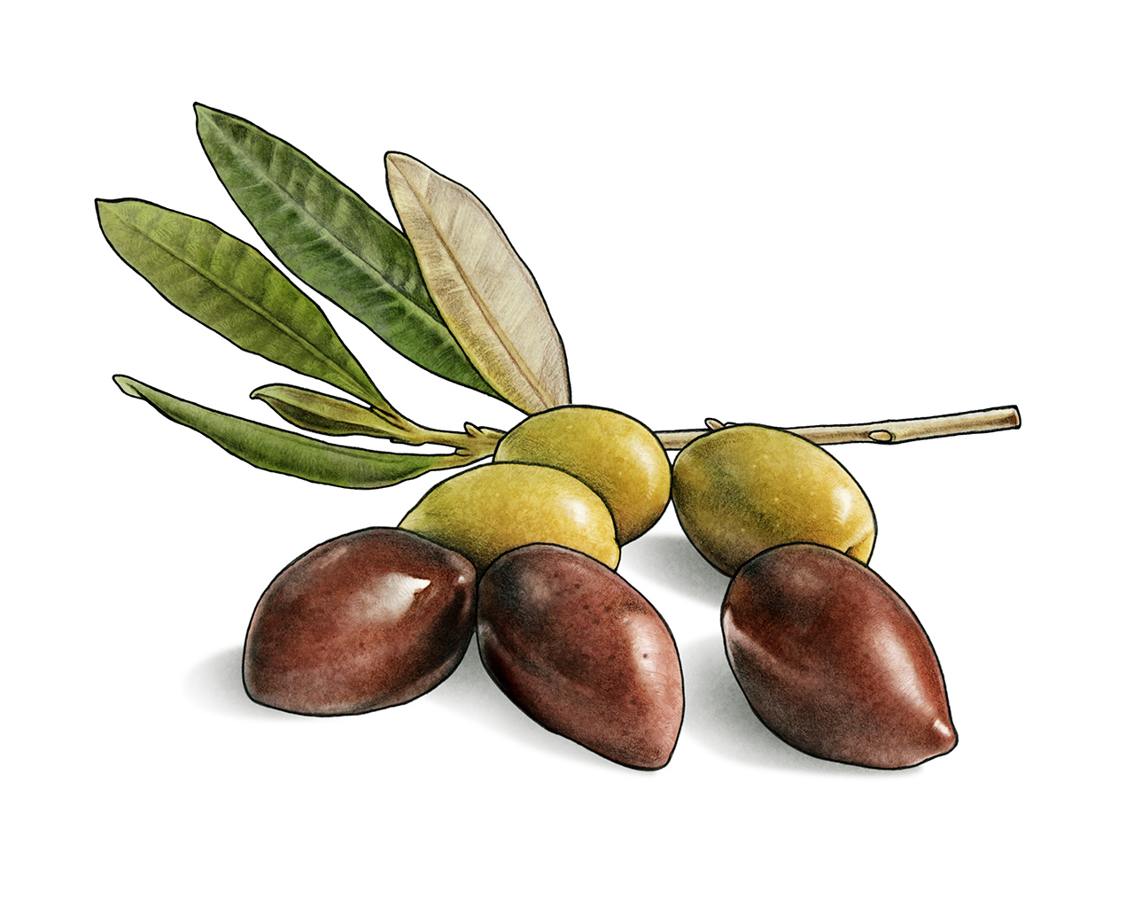 Branch of olives for Zeta 