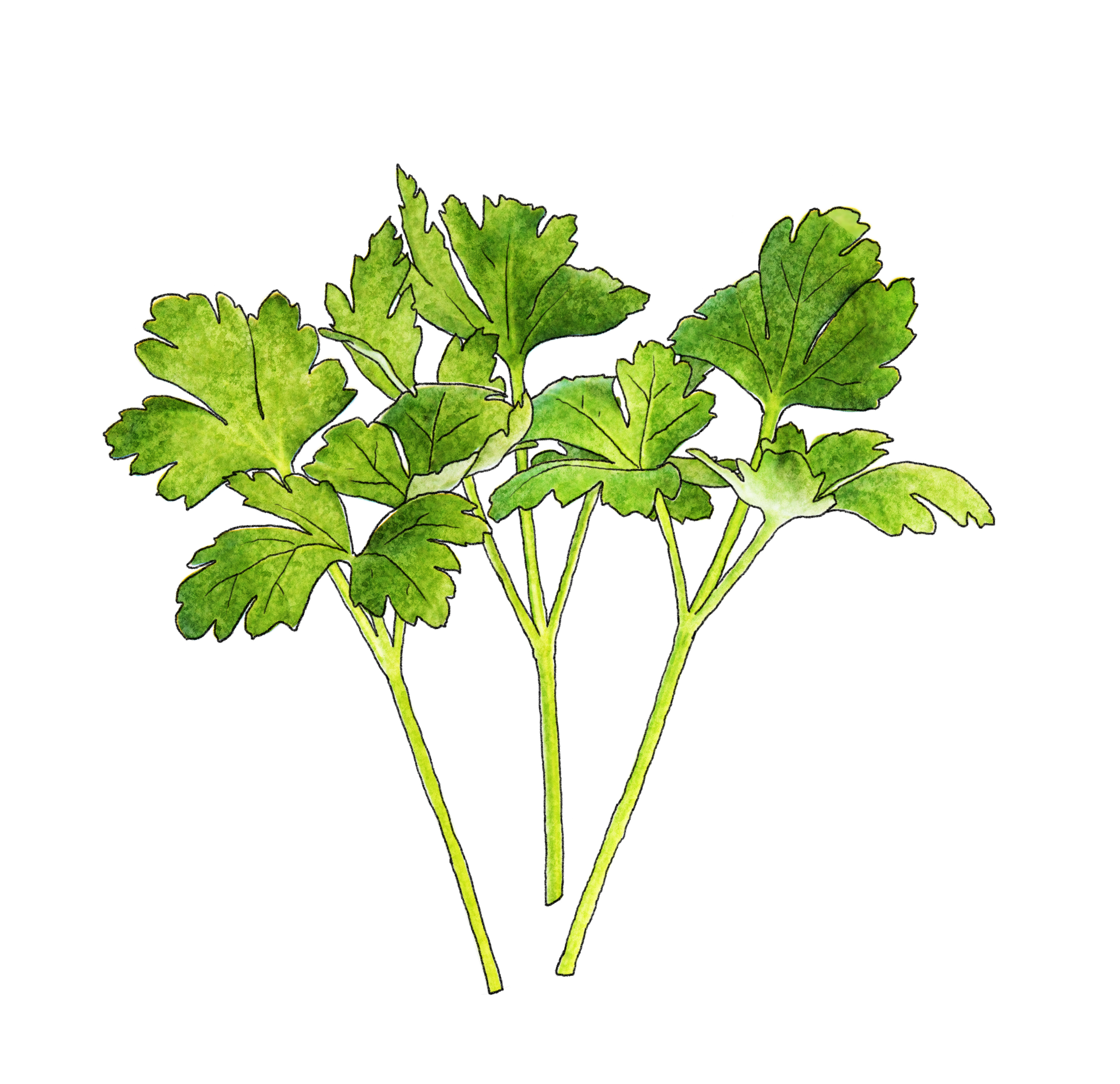 parsley