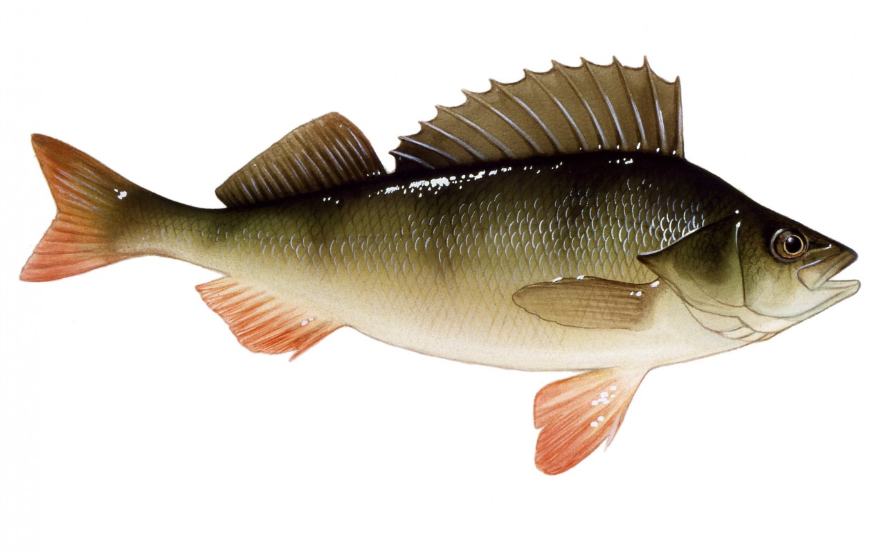 Abborre Perch Fish fisk