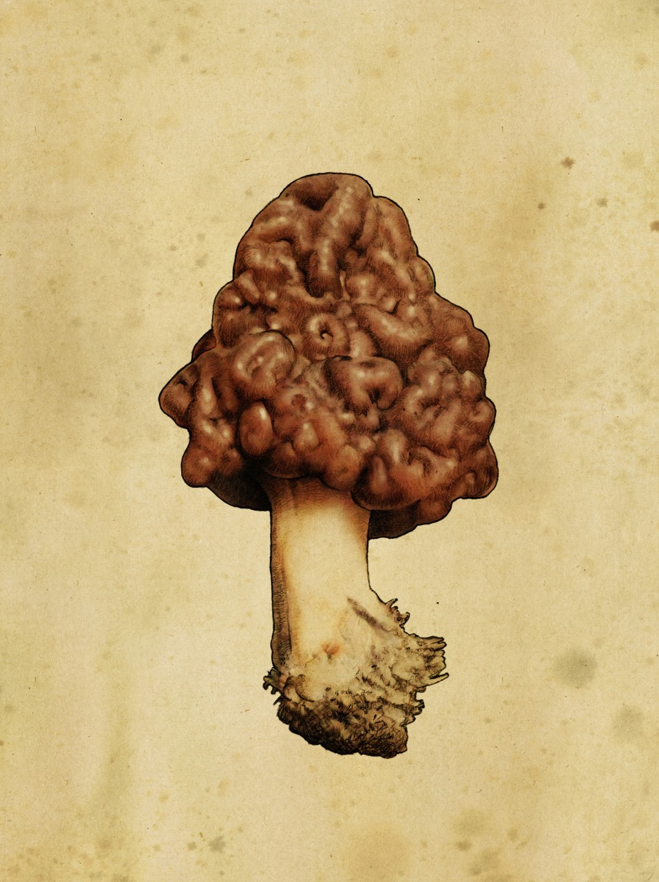 Poision volvo poster with mushroom and spider
