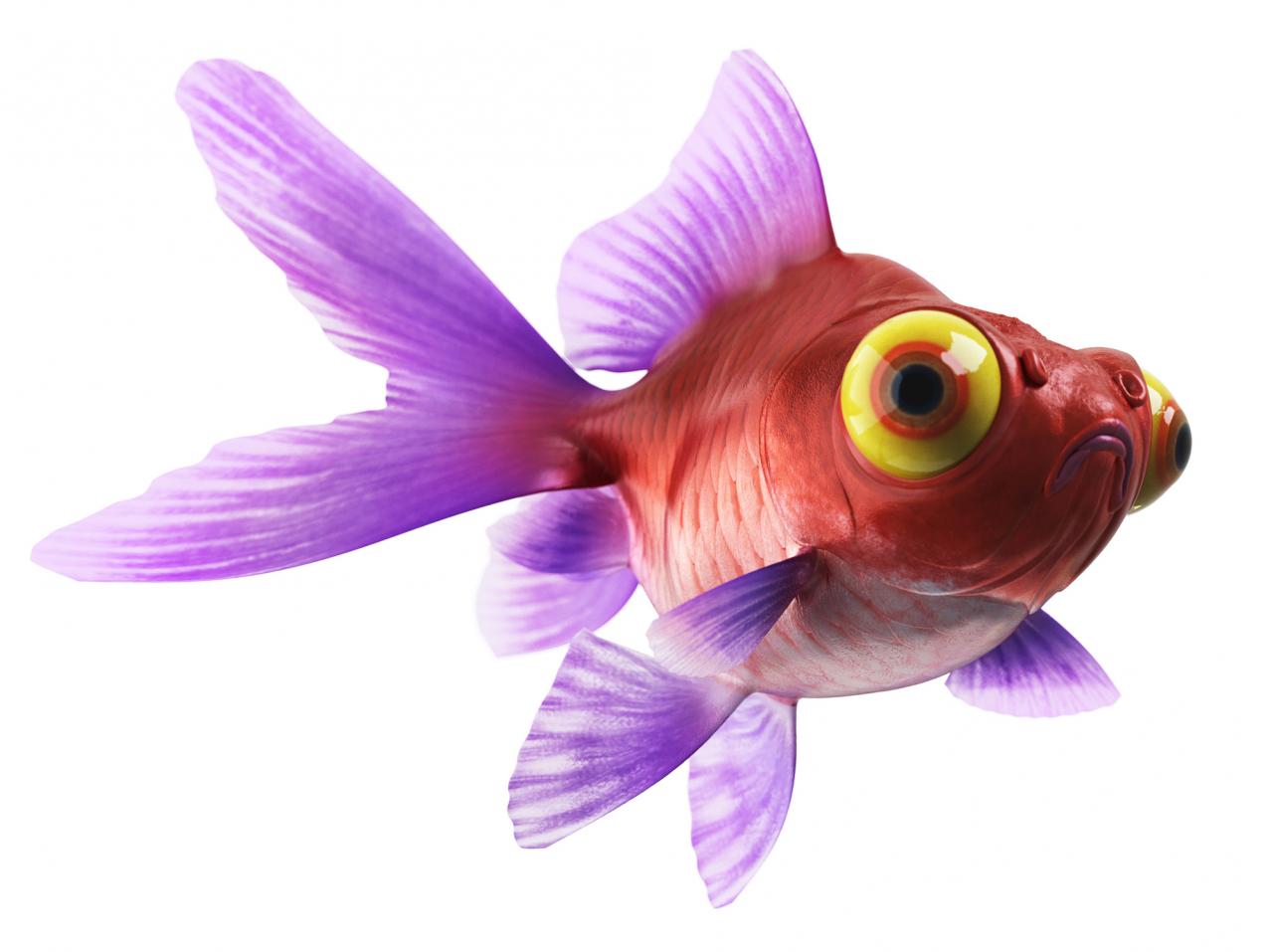 Purple colorfull Telescope eye goldfish Carassius auratus guldfisk fisk akvarie 