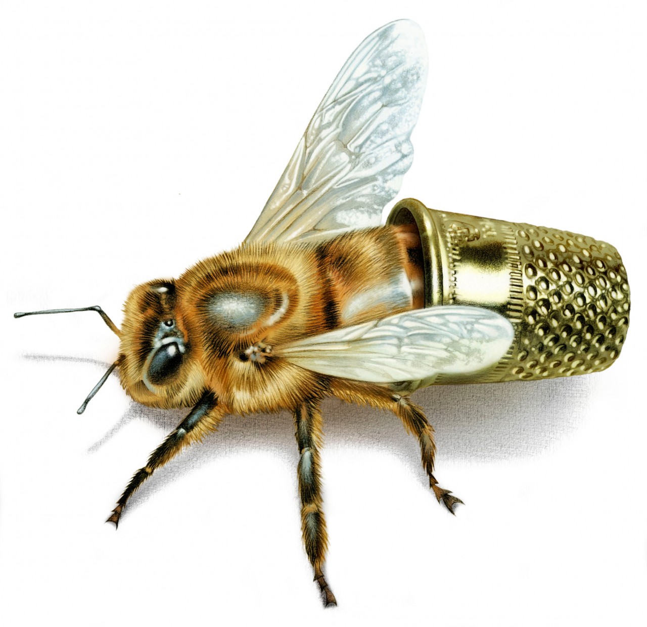 Roche medical, bee