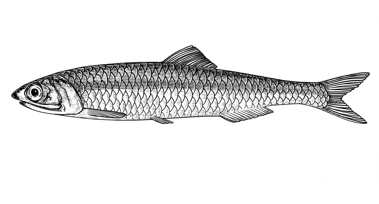 The fish Anchovies Sardina pilchardus to zeta anchovy cream in a tube