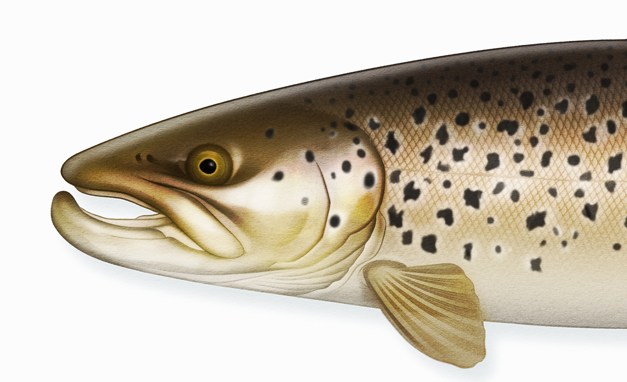 trout 