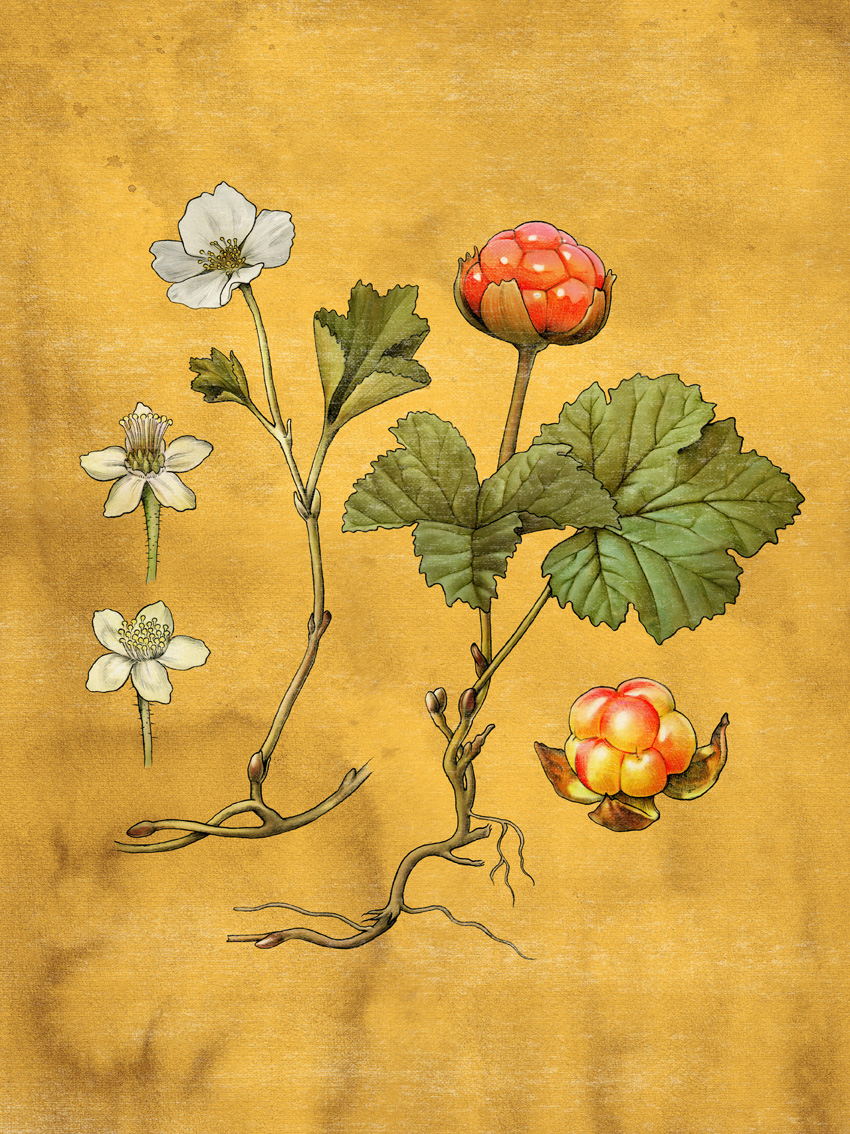 cloudberry plant to SIA ice cream packaging berry fruit hjortron bär frukt norrland