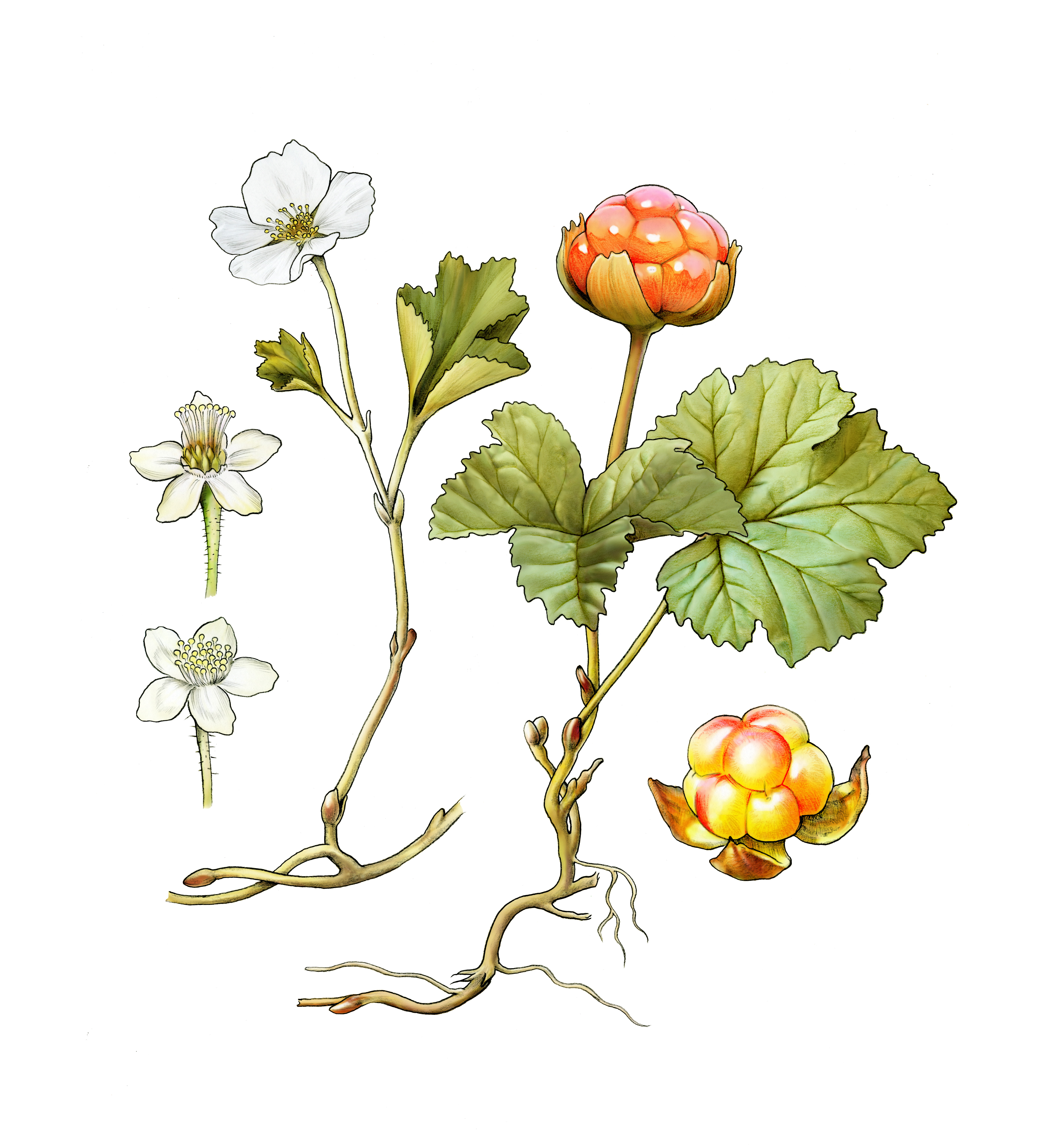 cloudberry