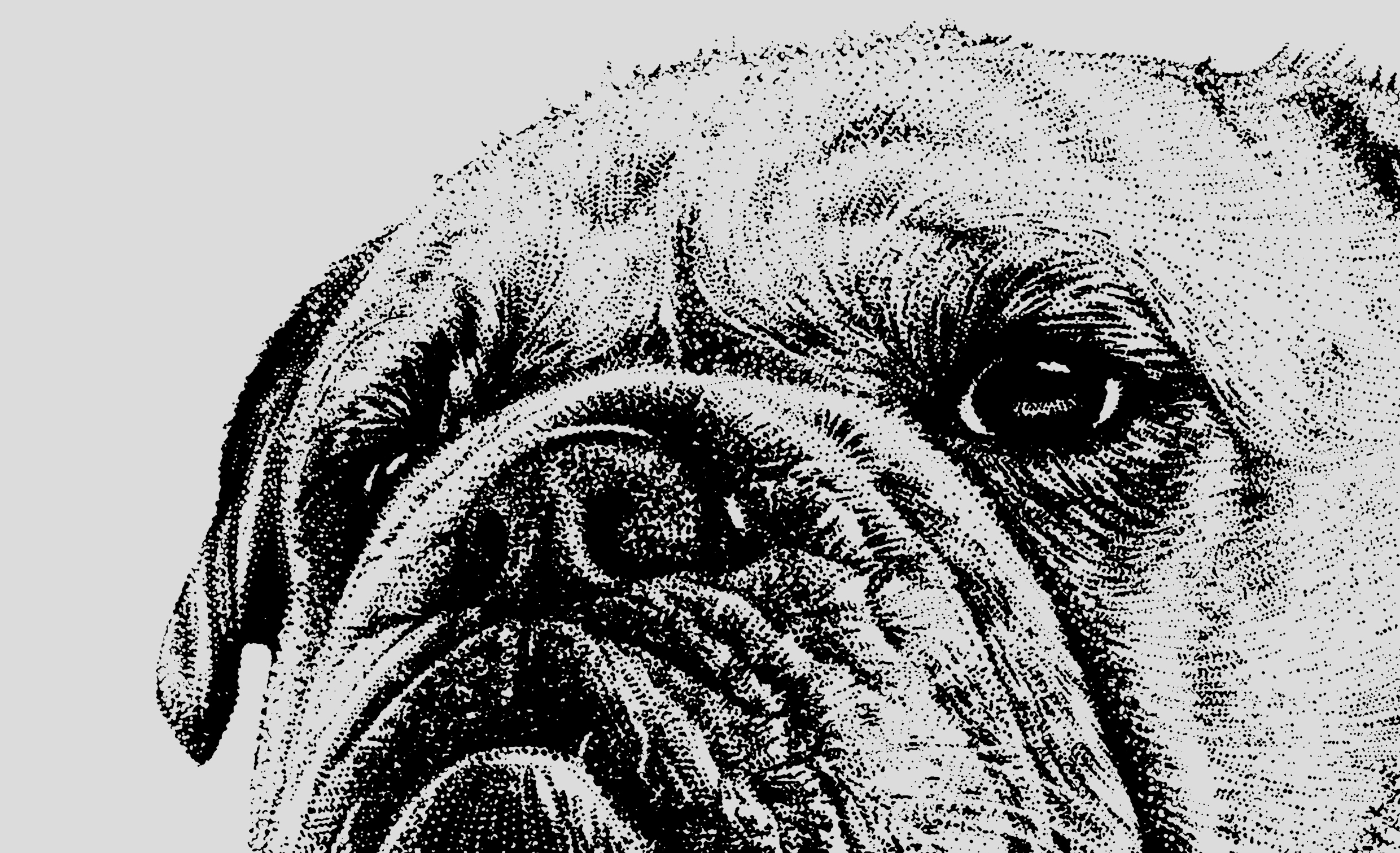 sleepy bulldog illustration