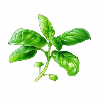 Basil