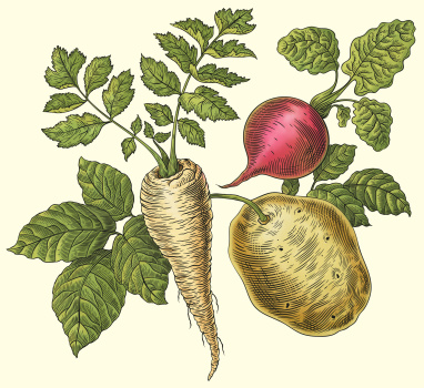 Illustrationer