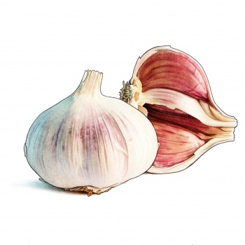 garlic