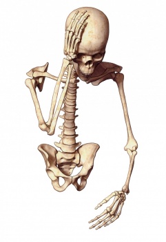 Skeleton