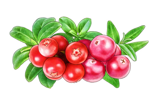Lingonberry