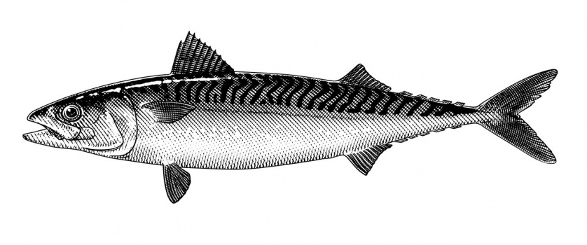 Mackerel