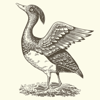 Etikett