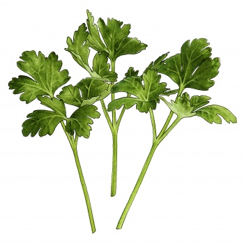 parsley