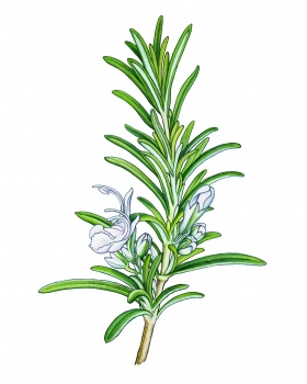 Rosemary