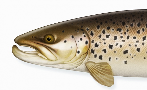 trout