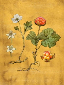 cloudberry