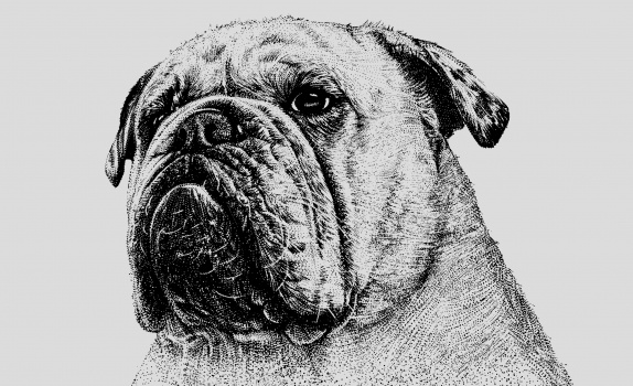 sleepybulldog