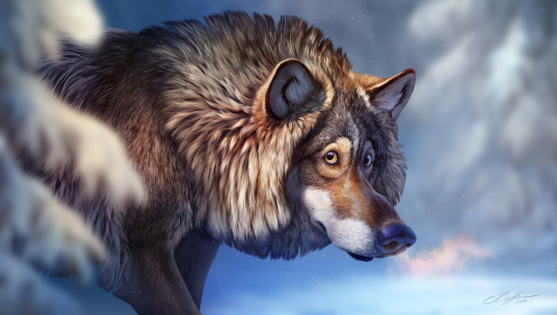 wolf,