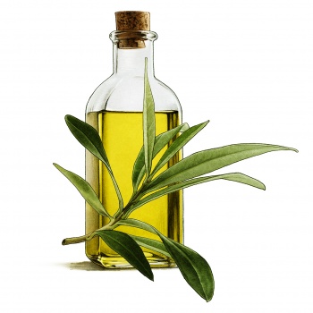 olive