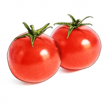 tomatoes