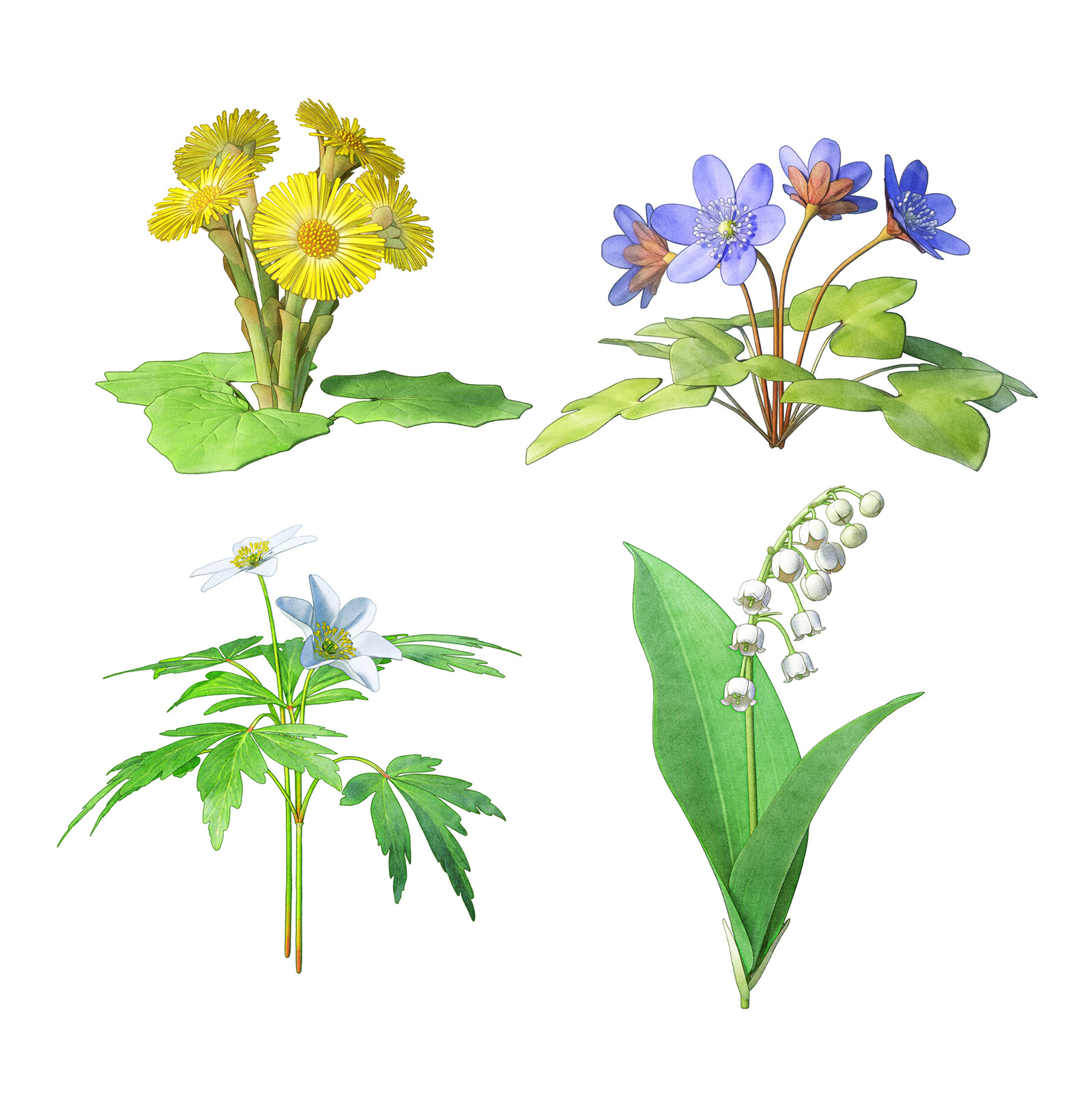 The typical Swedish flowers of the spring, tussilago vitsippa blåsippa liljekonvalj blommor vår sommar vinter