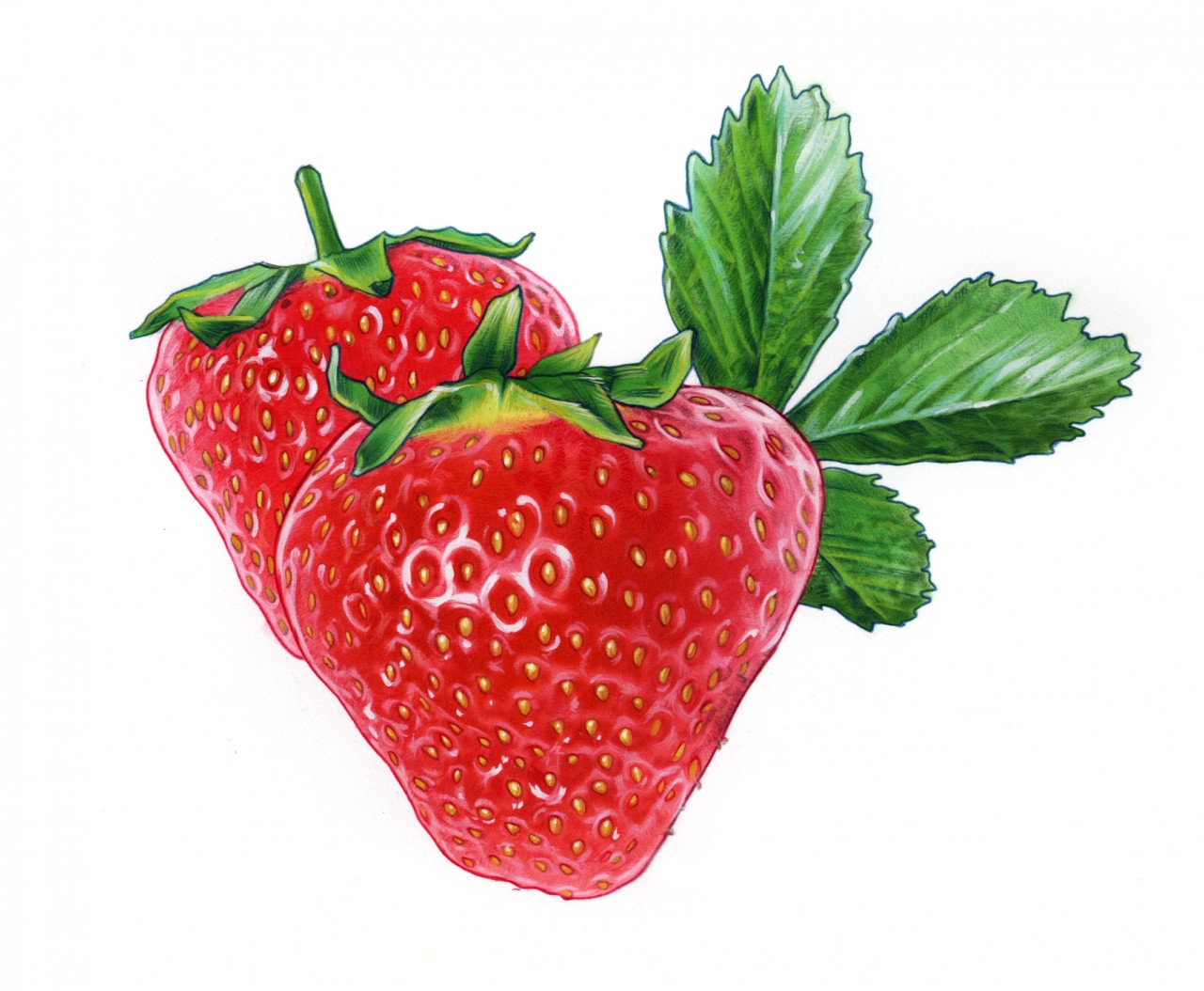 Strawberrys with leaf