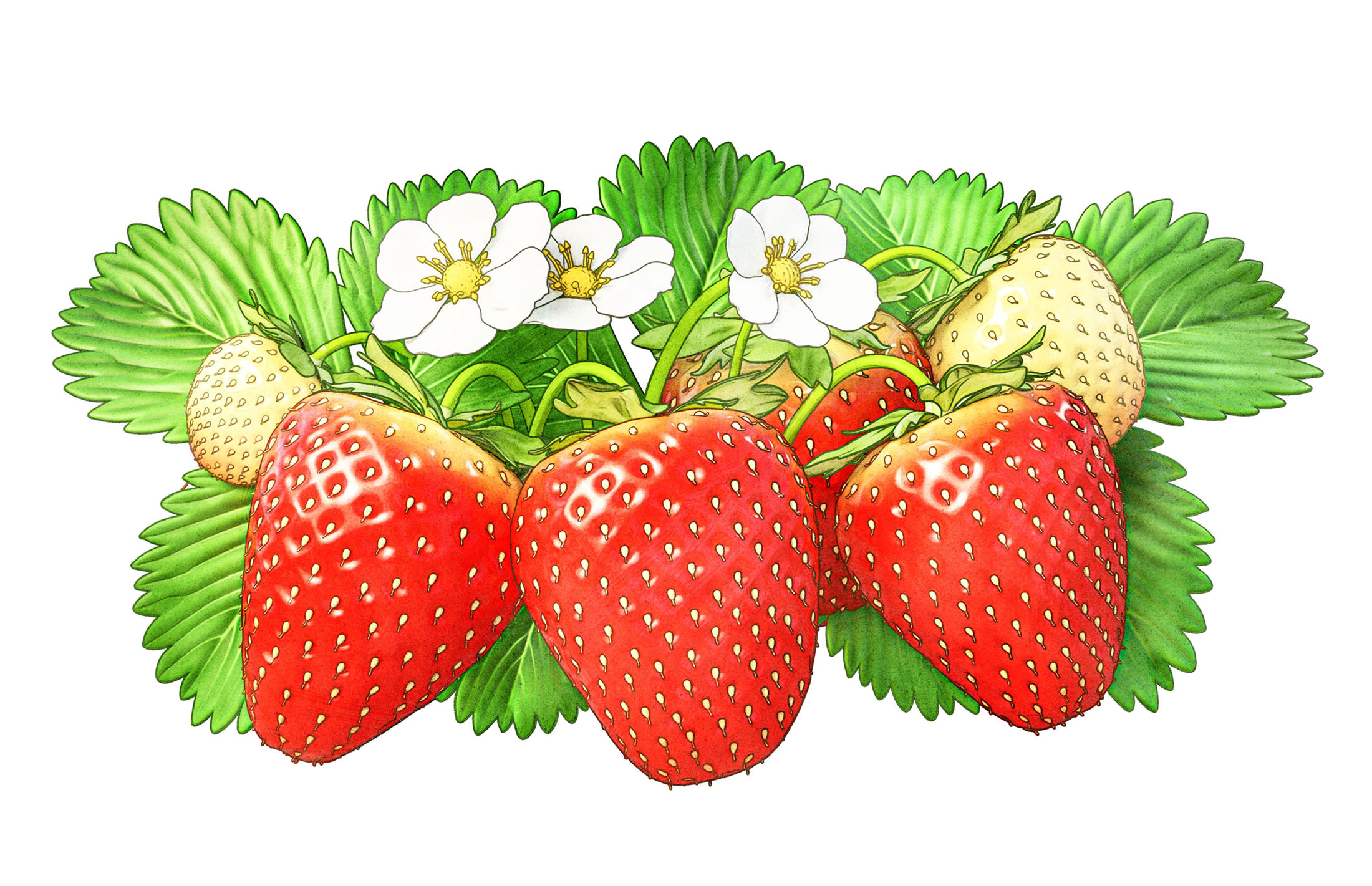 Wildberrys of sweden like strawberry raspberrys hallon jordgubbe jordgubbar skogsbär