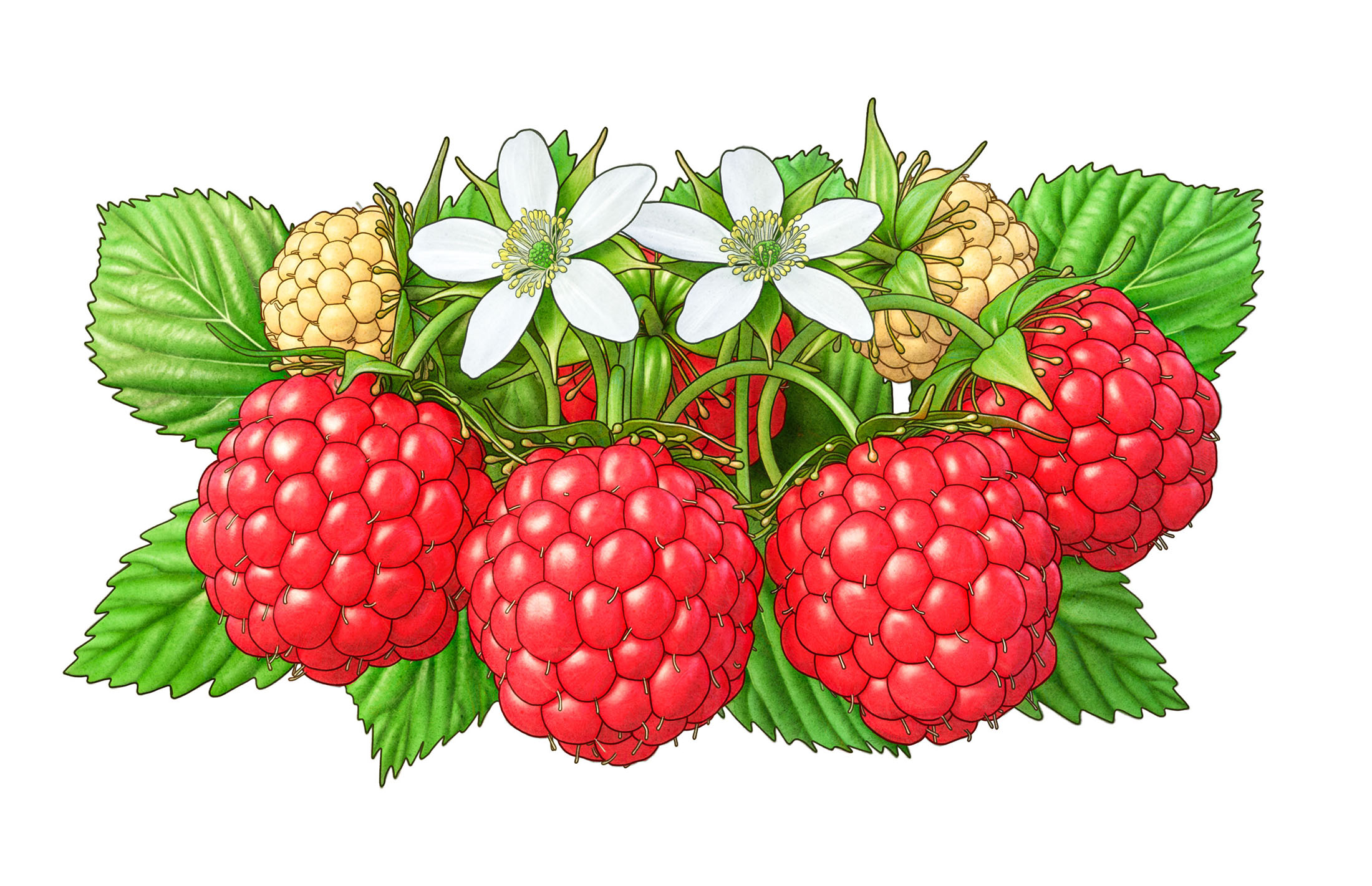 Wildberrys