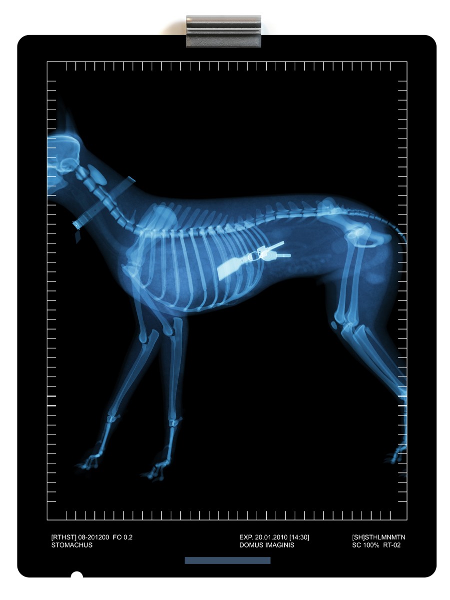 X-ray image of a dog with keys in the stomach röntgen hund nyckel